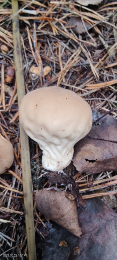 Гриб из Котельники