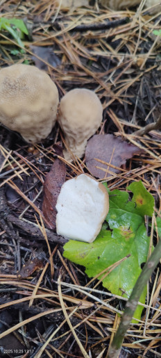 Гриб из Котельники