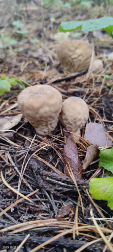 Гриб из Котельники