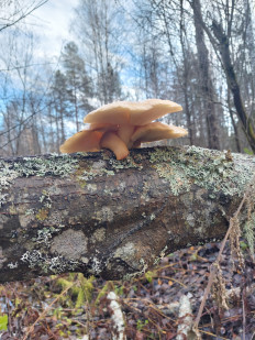 Гриб из Вельск