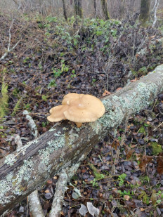 Гриб из Вельск