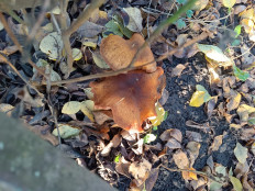 Гриб из Рязанская обл.