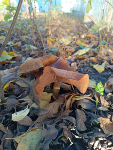 Гриб из Рязанская обл.