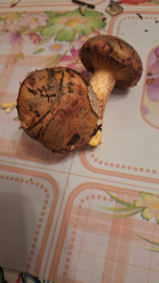 Гриб из Симферополь