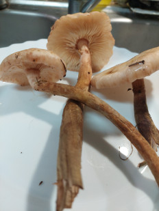 Гриб из Португалия