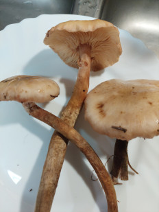 Гриб из Португалия