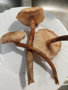 Гриб из Португалия