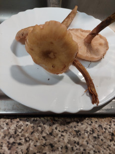 Гриб из Португалия