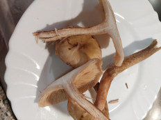 Гриб из Португалия