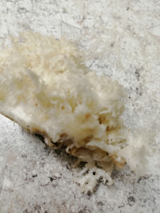 Гриб из Геленджик