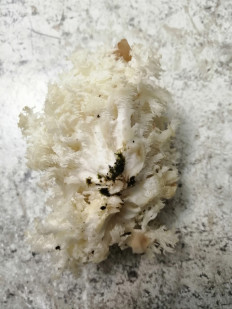 Гриб из Геленджик