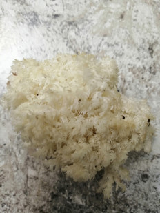 Гриб из Геленджик