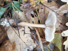 Гриб из Киев