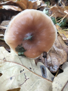 Гриб из Киев