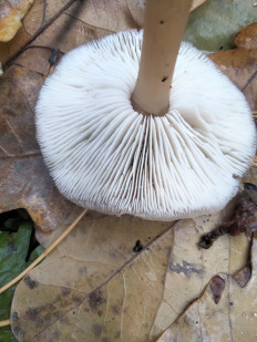 Гриб из Киев