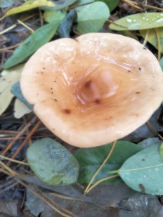 Гриб из Киев