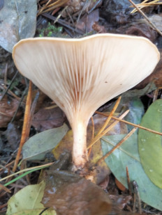 Гриб из Киев