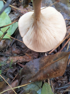 Гриб из Киев