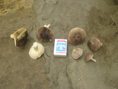 Гриб из Унеча, Брянская