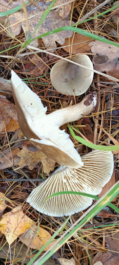 Гриб из Киев