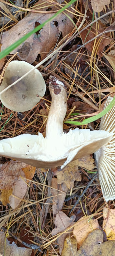 Гриб из Киев