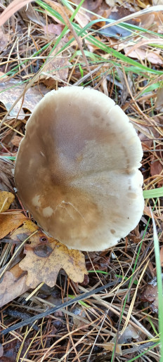 Гриб из Киев