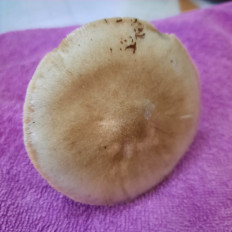 Гриб из Краснодар