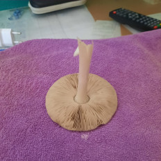 Гриб из Краснодар