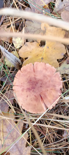 Гриб из Киев