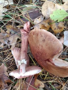 Гриб из Киев