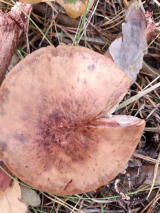 Гриб из Киев