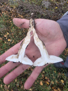 Гриб из Чебоксары