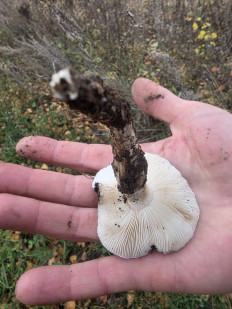 Гриб из Чебоксары