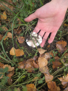 Гриб из Чебоксары