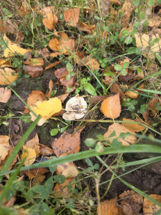 Гриб из Чебоксары