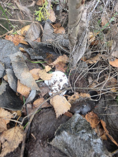 Гриб из Чебоксары