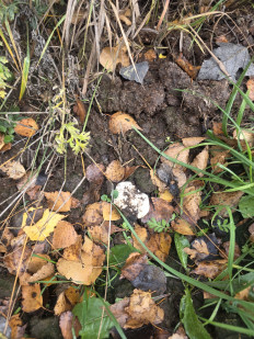 Гриб из Чебоксары