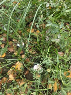 Гриб из Чебоксары