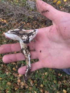 Гриб из Чебоксары