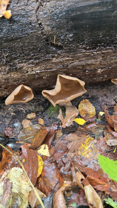 Гриб из Москва