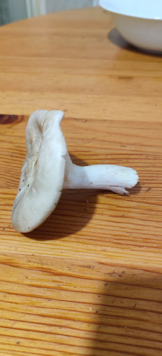 Гриб из Тольятти