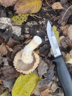 Гриб из Чебоксары