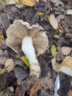 Гриб из Чебоксары