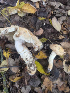 Гриб из Чебоксары