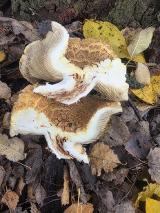 Гриб из Чебоксары