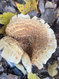 Гриб из Чебоксары