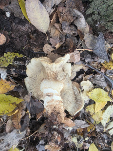 Гриб из Чебоксары