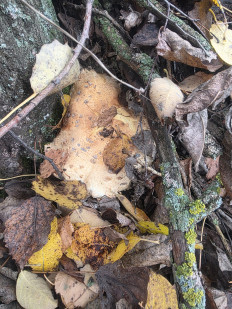 Гриб из Чебоксары