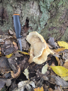 Гриб из Чебоксары