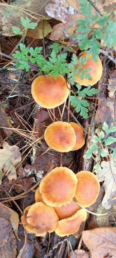 Гриб из Киев